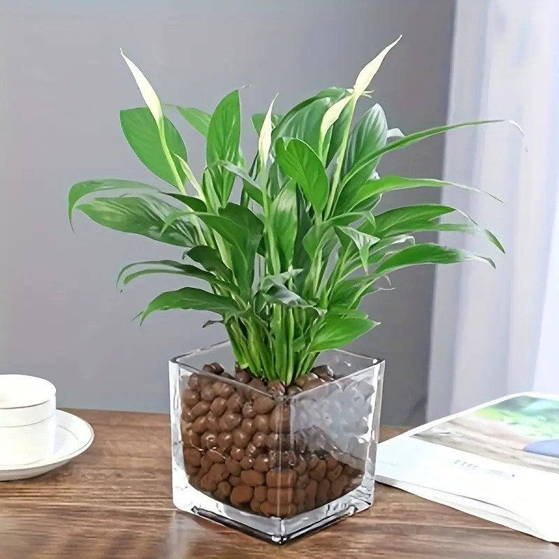 1LB 재사용 가능한 수경 점토 자갈 천연 수경 재배  - Clay Pebble Growing 리뷰 및 가격